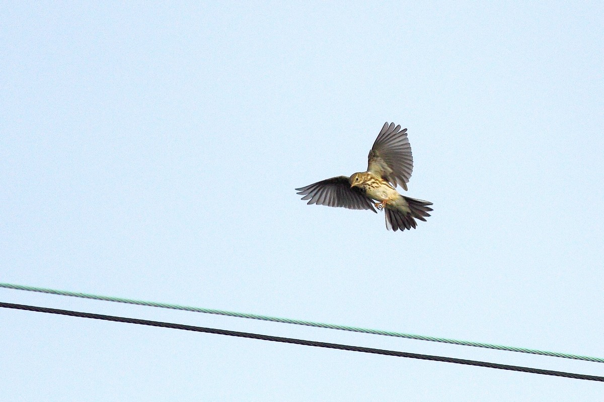 Ad ali spiegate, il sogno di Icaro.